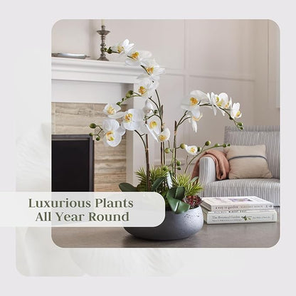 CG Hunter Faux Orchid Plant w/Succulents, Premium Artificial Indoor Flower Display Stands 24” w/Beautiful Sculptural Blooms and Succulents That Lasts Forever, Grey Planter Pot Included